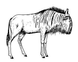 Drawing of wildebeest - hand sketch of gnu antelope