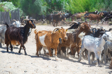 The brown goat with horns walking in herd on white sand beach near wooden fence in Greece