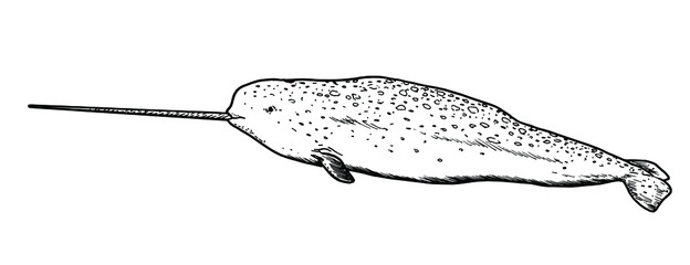 Drawing of narwhal - hand sketch of water mammal © Mateusz