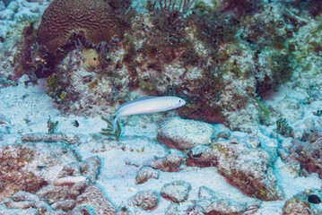 White Tilefish swimming in Little Cayman