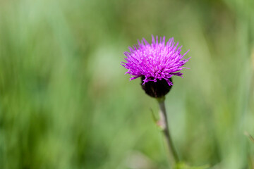 Milk thistle
