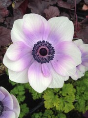 pink and white flower