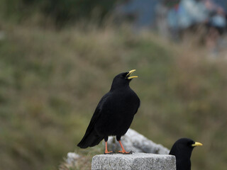 Two jackdaws (Corvus monedula) in the mountains