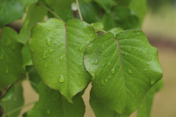 Two green Bradford Pear Leaves wet with dew