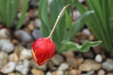 Red Tulip with dew bending from the rain