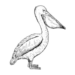 Drawing of pelican - hand sketch of bird - obrazy, fototapety, plakaty