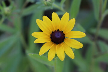 Yellow Rudbekia close-up flower