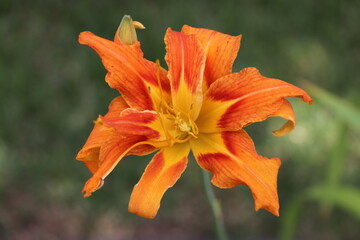 Orange Tiger Lily close-up