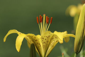 Yellow Tiger Lily Close-up