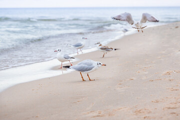 Seagulls walk along the sea coast.