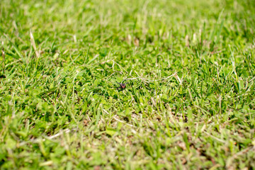 Green summer lawn close-up shot with elements of dried grass.
