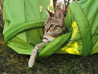 cat in the grass