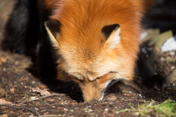 Orange fox