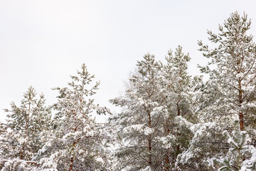 Pine trees in beautiful winter landscape with a lot of snow 