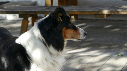 Dog at a an alpine hut