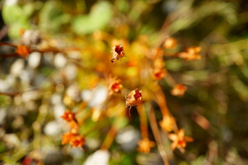 Macro photography of weed in autumn