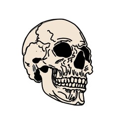 Skull isolated on white. Mertice, zombie. White walkers. bone illustration.