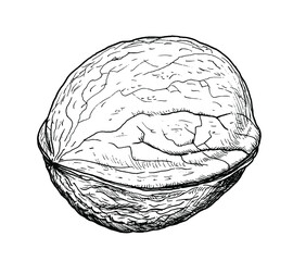 Drawing of persian walnuts - hand sketch of food