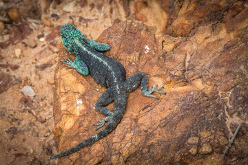 male rock agama, cape of good hope, south africa
