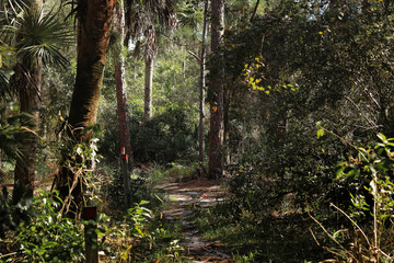 hiking and trail blazing in florida wetlands