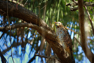 red shouldered hawk perched in a tree
