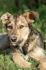 Gray homeless dog resting on the grass