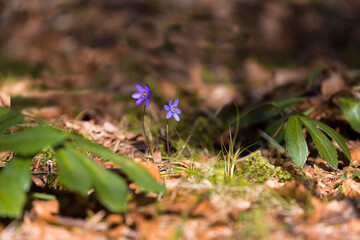 Blue hepatica in the forest