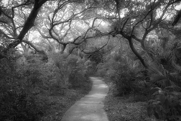 Florida landscape converted to black and white. 