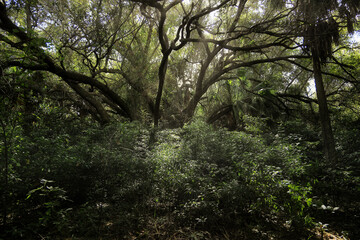 Obraz premium morning in the forest