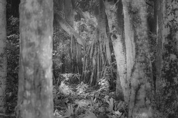 Fototapeta na wymiar Florida landscape converted to black and white .