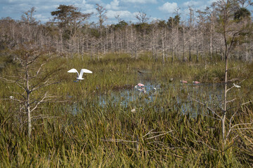 birds feeding in the marsh in florida. 