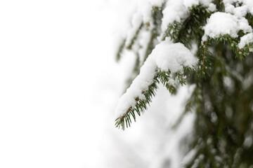 Green spruce branches as a textured background. Snow-covered beautiful spruce branch in winter. Christmas tree outdoors in the snow.