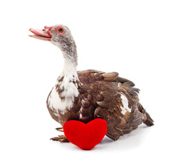 One brown duck with heart.