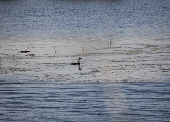 duck on a pond 