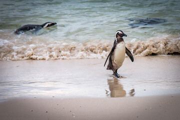 Naklejka premium penguins on the beach, boulders beach, simon's town, south africa