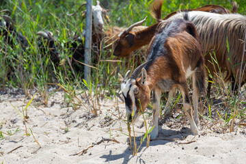 Obraz na płótnie Canvas goat with horns grazes in a herd on a sandy beach eating grass, multiple goats on a background in Greece