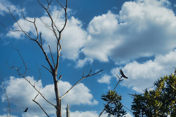 red shouldered hawk admiring the view while looking for prey. 