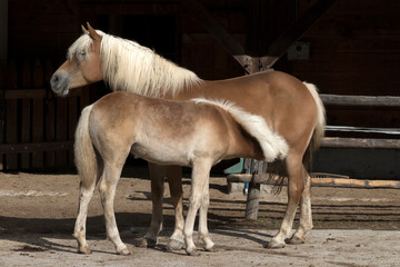 Obraz premium Horses at a an alpine hut