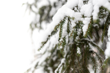 Green spruce branches as a textured background. Snow-covered beautiful spruce branch in winter. Christmas tree outdoors in the snow.