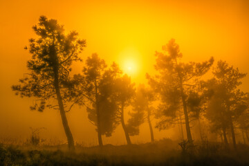 Fototapeta na wymiar Morning orange landscape in the mountains. Rays of light through the fog and the trees