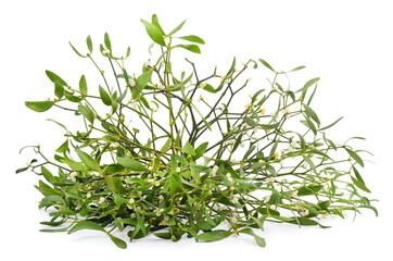 Christmas bouquet of mistletoe.