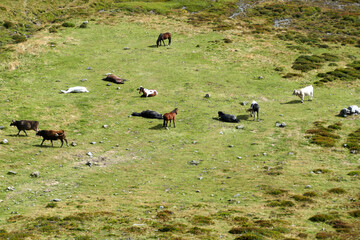 Horses at a an alpine hut