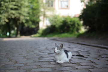 cat on the street