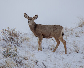 deer in snow