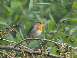 robin
