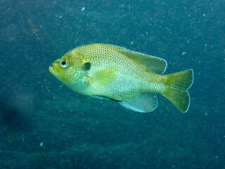 Spotted Sunfish