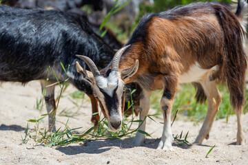 Close up goat with horns grazes in a herd on a sandy beach eating grass, multiple goats on a background in Greece