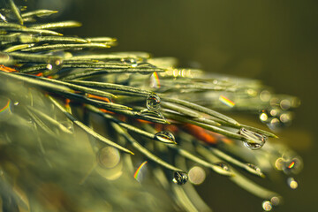 Close up on a pine tree branch, full of needles covered in rain drops , catching light and creating bokeh effect with a shallow depth of field