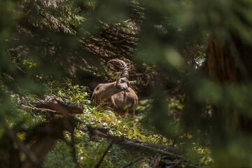 Alpine ibex (Capra ibex) at Benediktenwand mountain, Bavaria, Germany