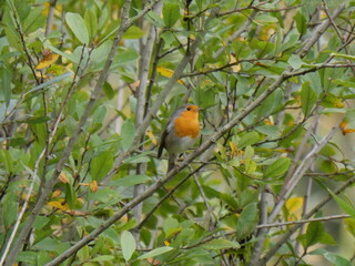 robin
